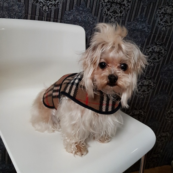 burberry dog coats